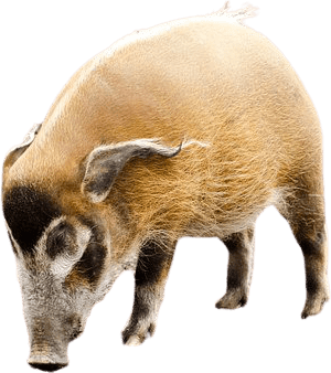 red river hog